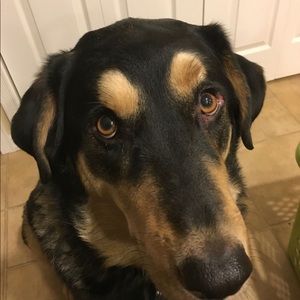 Meet your Posher, Alan